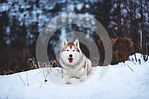 Portrait of beautiful Siberian Husky dog lying is on the snow in winter forest at sunset on blue mountain background
