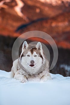 Portrait of beautiful Siberian Husky dog lying is on the snow in winter forest at sunset on bright mountain background