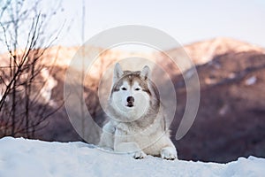 Portrait of beautiful Siberian Husky dog lying is on the snow in winter forest at sunset on bright mountain background