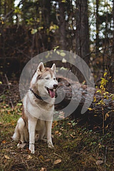 Portrait of beautiful Siberian Husky dog sitting in the bright enchanting fall forest