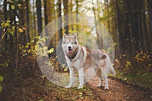 Portrait of beautiful Siberian Husky dog standing in the bright enchanting fall forest