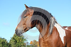 Portrait of beautiful skewbald horse