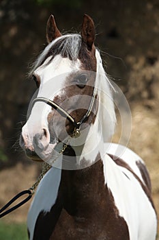 Portrait of beautiful skewbald pony