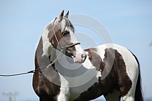 Portrait of beautiful skewbald pony