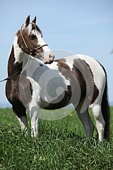 Portrait of beautiful skewbald pony