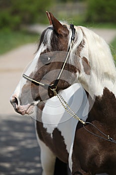 Portrait of beautiful skewbald pony