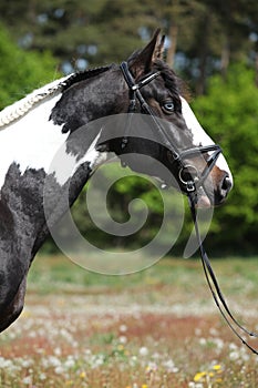 Portrait of beautiful skewbald stallion with perfect haircut