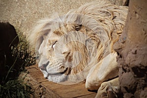 Portrait of beautiful sleeping lion