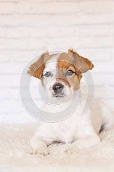 Portrait of a beautiful small dog lying on a white blanket and looking at the camera. White bricks background. Cute dog. Pets