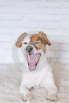 Portrait of a beautiful small dog lying on a white blanket and yawning. White bricks background. Cute dog. Pets indoors. LIfestyle