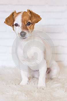 Portrait of a beautiful small dog sitting on a white blanket and looking at the camera. White bricks background. Cute dog. Pets