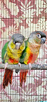 A portrait of  beautiful small parrot couple was in cage, Bangkok Thailand