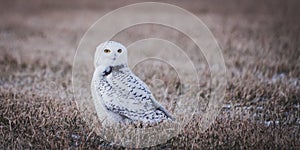 Portrait of a beautiful Snowy owl