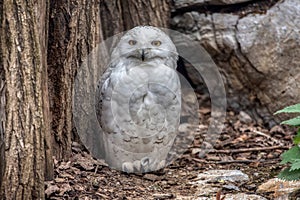 portrait of a beautiful snowy owl