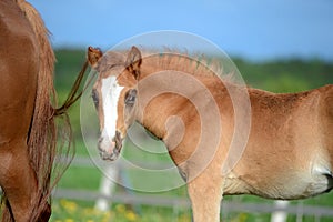 Portrait of  beautiful  sorrel foal of sportive breed posing with mom. cloudy day