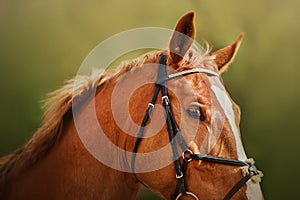 Portrait of a beautiful sorrel horse with a bridle on its muzzle on a sunny summer day close-up. Equestrian sports