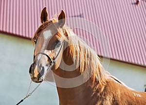 Portrait of beautiful sorrel young arabian colt