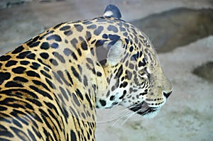 Portrait of a beautiful spotted jaguar