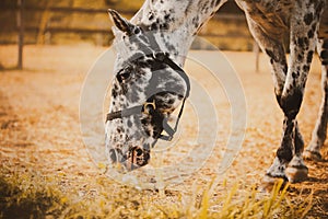 Portrait of a beautiful spotted pony grazing on a farm on a sunny day and eating grass. Livestock and agriculture. Horse care