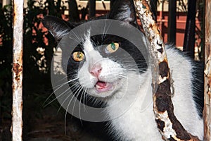 Portrait of beautiful stray city cat with black and white fur looks curiously out of its den