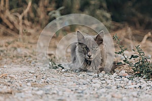 Portrait of Beautiful stray grey cat similar to russian blue breed is lying outdoors. Fluffy gray kitten in Greece
