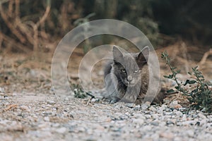 Portrait of Beautiful stray grey cat similar to russian blue breed is lying outdoors. Fluffy gray kitten in Greece