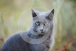 Portrait of Beautiful stray grey cat similar to russian blue breed is sitting on the street. the cat with green eyes