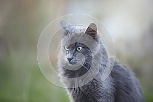 Portrait of Beautiful stray grey cat similar to russian blue breed is sitting on the street. the cat with green eyes