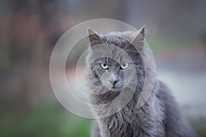 Portrait of Beautiful stray grey cat similar to russian blue breed is sitting on the street. the cat with green eyes