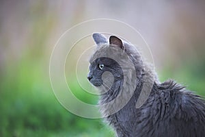 Portrait of Beautiful stray grey cat similar to russian blue breed is sitting on the street. the cat with green eyes