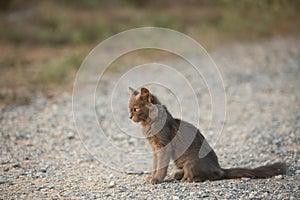 Portrait of Beautiful stray grey stray kitten similar to russian blue breed is sitting on the street