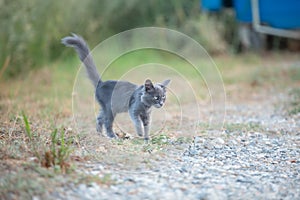 Portrait of Beautiful stray grey stray kitten similar to russian blue breed is sitting on the street