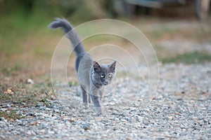 Portrait of Beautiful stray grey stray kitten similar to russian blue breed is sitting on the street