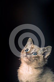 Portrait of a beautiful striped grey kitten with blue eyes on black background with dead space