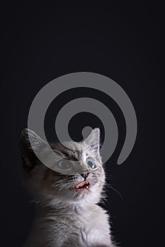 Portrait of a beautiful striped grey kitten with blue eyes on black background with dead space