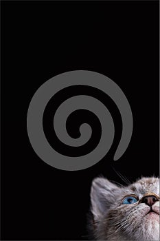 Portrait of a beautiful striped grey kitten with blue eyes on black background with dead space