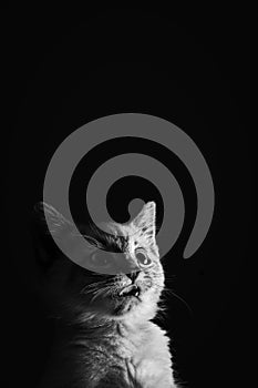 Portrait of a beautiful striped grey kitten with blue eyes on black background with dead space