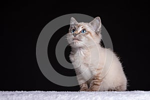 Portrait of a beautiful striped grey kitten with blue eyes on black background looking up