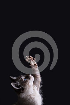 Portrait of a beautiful striped grey kitten with blue eyes on black background reaching up