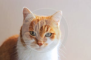 Portrait of a beautiful tabby cat