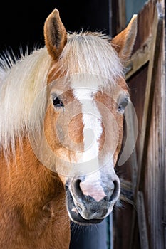 Portrait of a beautiful tan colored horse with a beige mane and a white stripe on the muzzle, looking directly at the