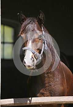 Portrait of beautiful thoroughbred horse in the stable.