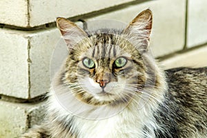 Portrait of a beautiful three-colored cat with green eyes and long fur watching you and waiting for caress. Close. Soft