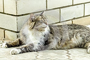 The portrait of a beautiful three-colored cat with long fur lies on a tile and relaxs with closed eyes. Close. Soft