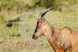 A portrait of beautiful Topi antelope