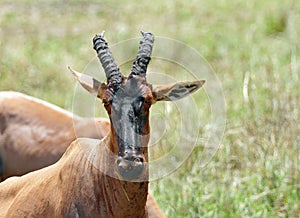 Portrait of a beautiful topi antelope