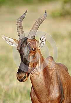 A portrait of a beautiful Topi antelope