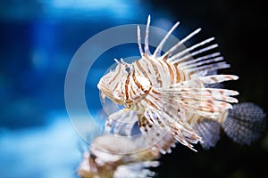 Portrait of beautiful venomous lion fish in aquarium