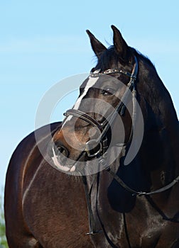 Portrait of a beautiful warmblood horse with a blaze