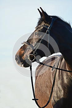 Portrait of a beautiful warmblood horse at golden hour